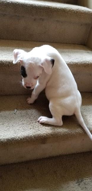 Dogo Argentino puppy for sale + 53376