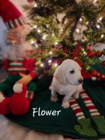 Oodles of Doodles 2022 Labradoodle for sale/adoption