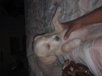 Ms. Sassy Lilly Maltipoo for sale/adoption