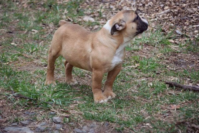 English Bulldog puppy for sale + 48938