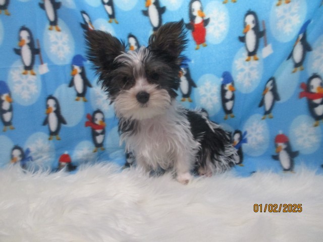 Domino a AKC   Parti Male Yorkie