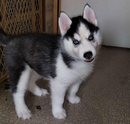AKC Siberian Husky Champion  lines