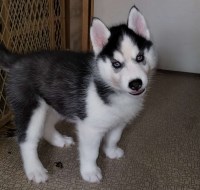 AKC Siberian Husky Champion  lines Siberian Husky for sale/adoption