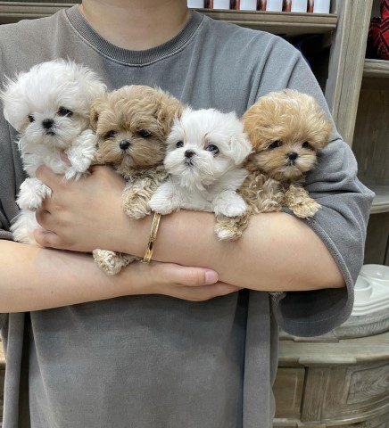 Mini F1 Maltipoo Puppies Available