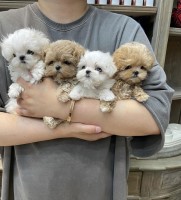 Mini F1 Maltipoo Puppies Available Maltipoo for sale/adoption