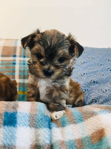 MORKIE 1 boy available [MALTESE x YORKIE]