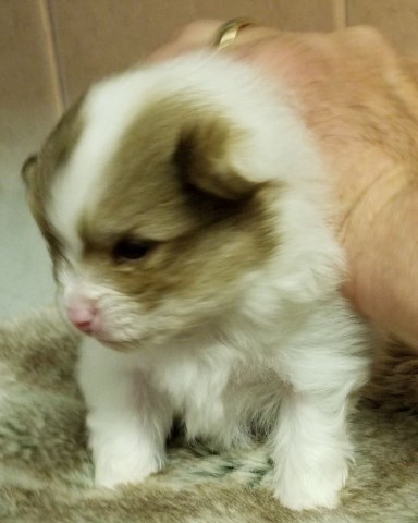 Pomeranian puppy for sale + 54671