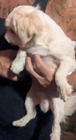 Adult Full AKC Shih Tzus Male and Female