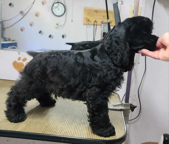 American Cocker Spaniel puppy for sale + 65204