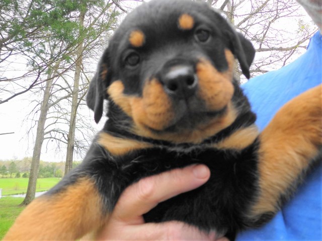 Rottweiler puppy for sale + 66467