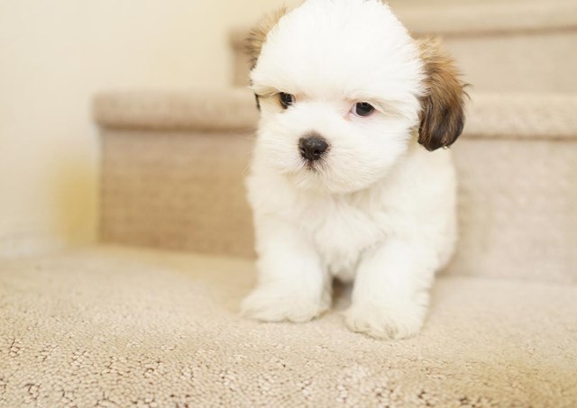 Shih Poo puppy for sale + 59785
