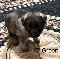 German Shepherd Puppies German Shepherd Dog for sale/adoption