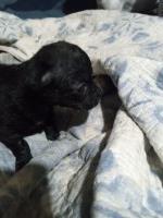 chihuahua puppy Chihuahua for sale/adoption