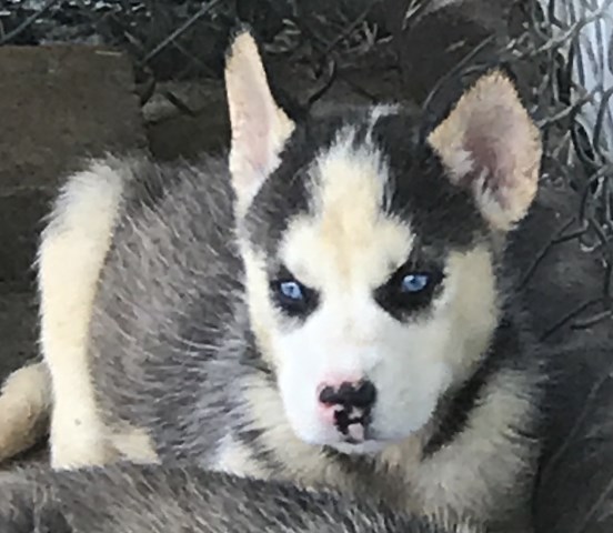 Siberian Husky puppy for sale + 48170