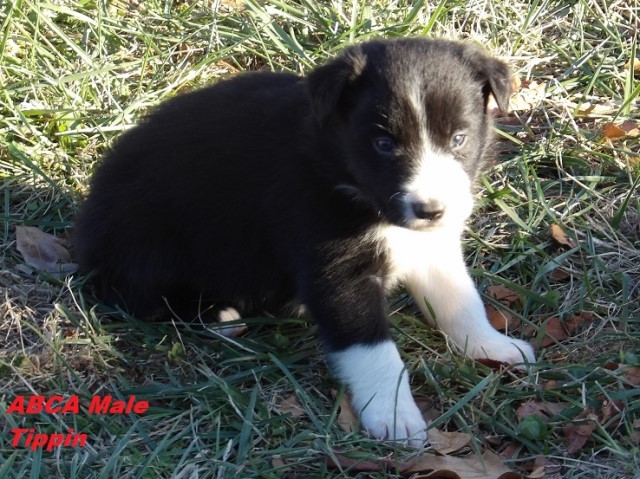 Border Collie puppy for sale + 64147