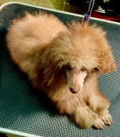 Tiny Chocolate/Cafe Au LaitToy Male Poodle (Dobson, NC) Poodle Toy for sale/adoption
