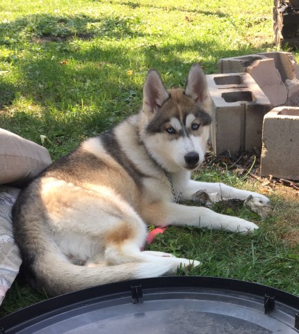 Siberian Husky puppy dog for sale in Frankfort, Indiana