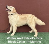 AKC Male Long Hair Male Labrador Puppy Labrador Retriever for sale/adoption