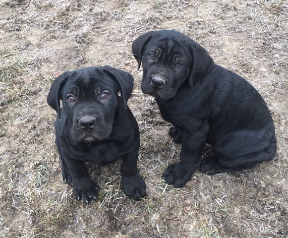 Cane Corso puppy dog for sale in Columbus, Ohio