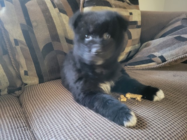 Affenpinscher puppy for sale + 64636