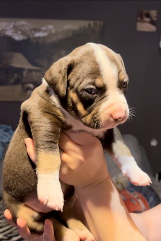 American Pit Bull Terrier puppy for sale + 64380
