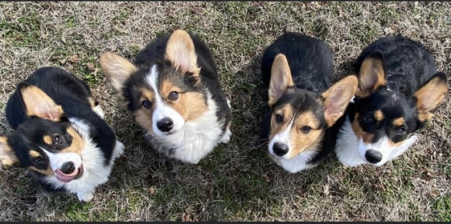 AKC Welch Pembroke Corgi