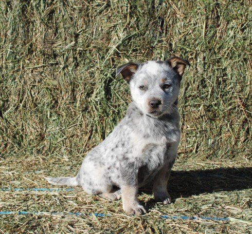 Australian Cattle Dog puppy for sale + 63012