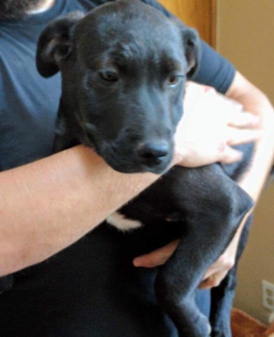 Brindle and Black Rottweiler/Pitbull mix puppies looking for a 'furever' home!