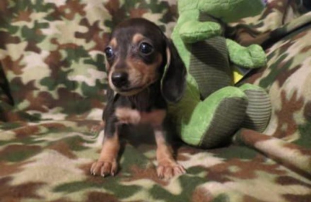 Dachshund puppy for sale + 62113