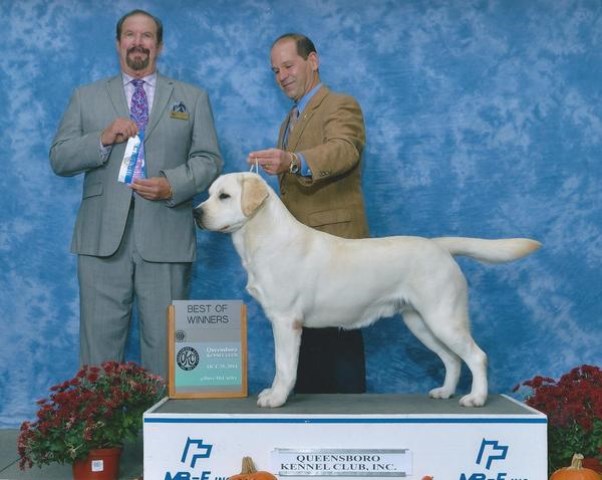 Labrador Retriever puppy for sale + 56234