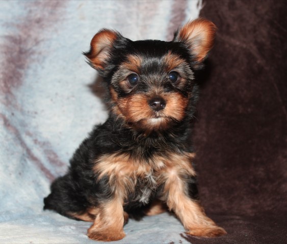 Yorkshire Terrier puppy for sale + 63430