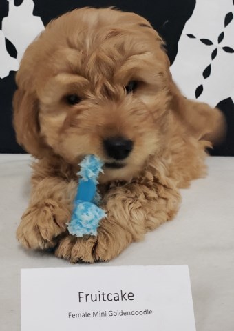 goldendoodle puppy stuffed animal