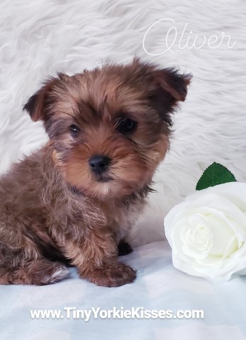 Golden Yorkies for sale in Northern California