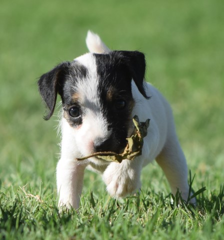 Jack Russell Terrier puppy for sale + 63999