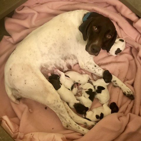 AKC German Shorthair Pointer Puppies for Sale