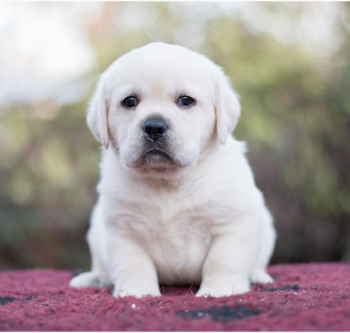 Labrador Retriever puppy for sale + 66990