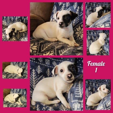 Jack Russell Terrier Pupies