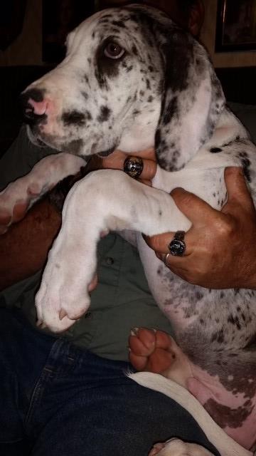 Akc Great Dane puppies