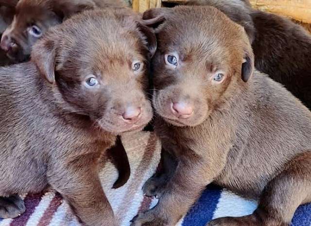 AKC Champion Bloodline Labrador Retriever Puppies!