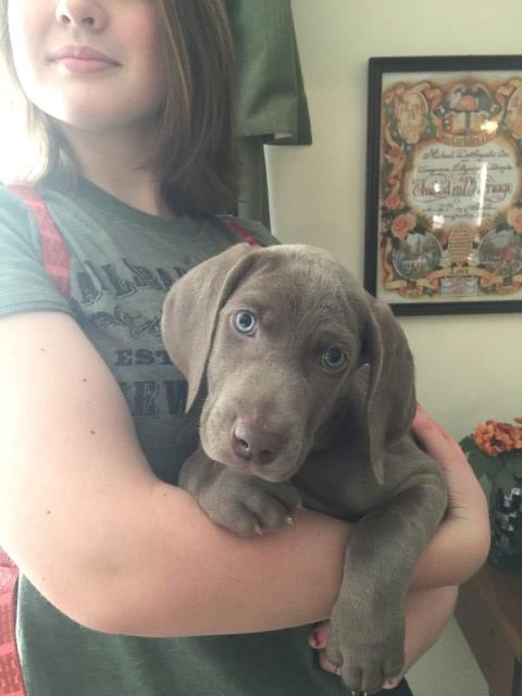 Weimaraner puppy for sale + 54321