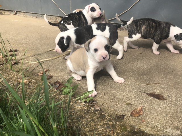American Bulldog puppy dog for sale in Sandy, Oregon