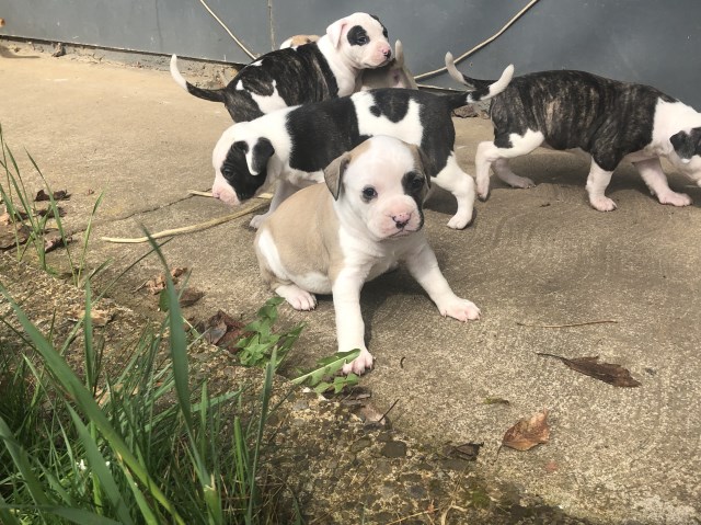 American Bulldog puppy for sale + 56008