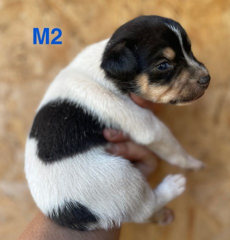 Rat Terrier puppy for sale + 66602