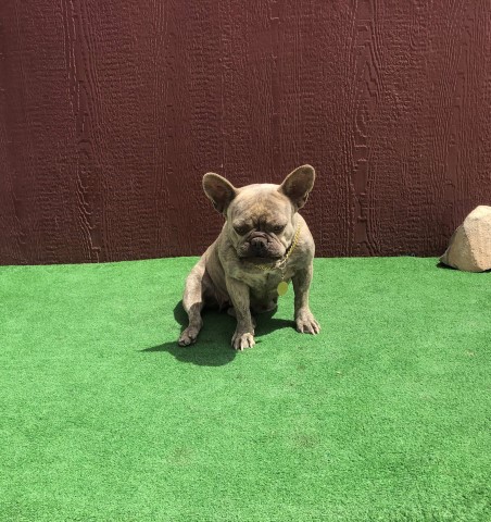 AKC Adult Female Frenchie