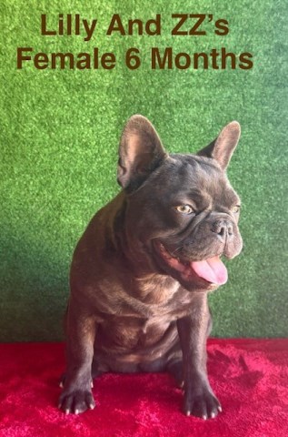 French Bulldog puppy for sale + 66232