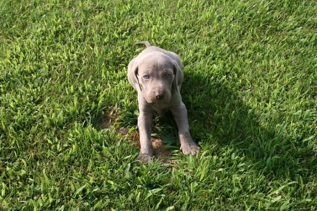 Weimaraner puppy for sale + 49525