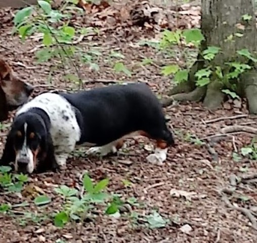 Basset Hound puppy for sale + 67156
