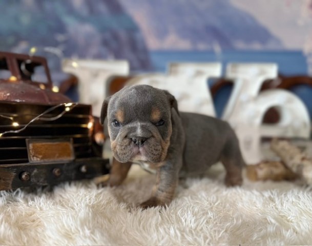 English bulldog, M, Blue suited PET ONLY