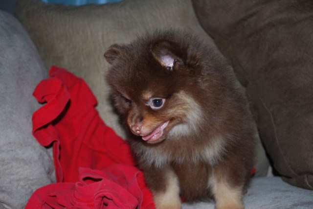 Pomeranian puppy for sale + 48216