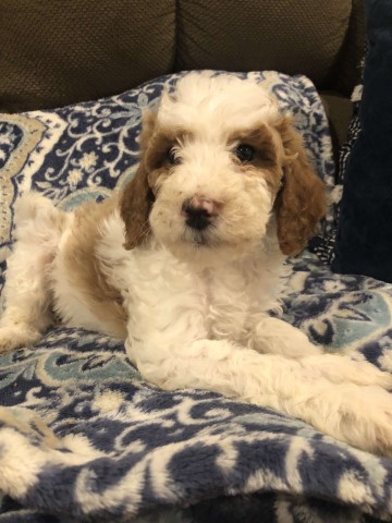 Goldendoodle Puppies